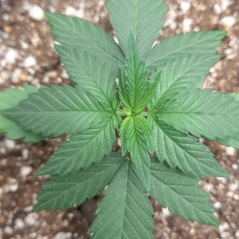 Auto Misteriosa  growlog timeline photo