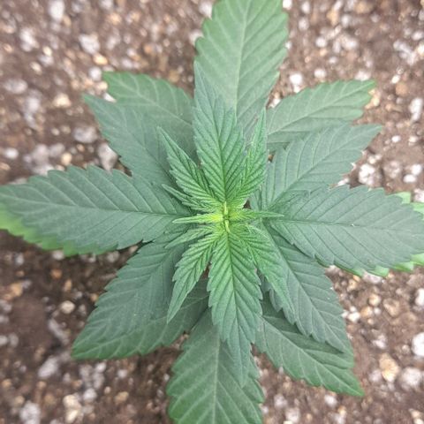 Auto Misteriosa  growlog timeline photo