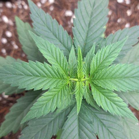 Auto Misteriosa  growlog timeline photo