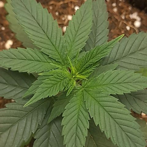 Auto Misteriosa  growlog timeline photo