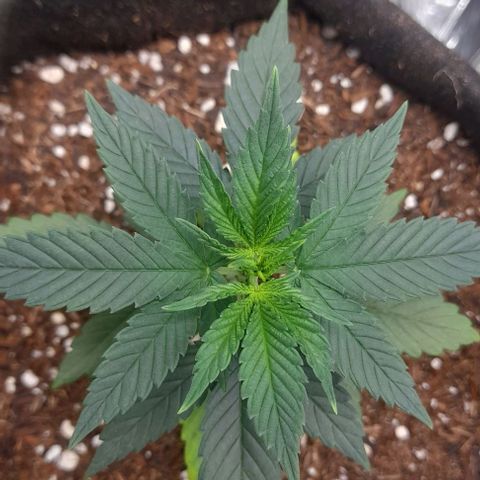 Auto Misteriosa  growlog timeline photo