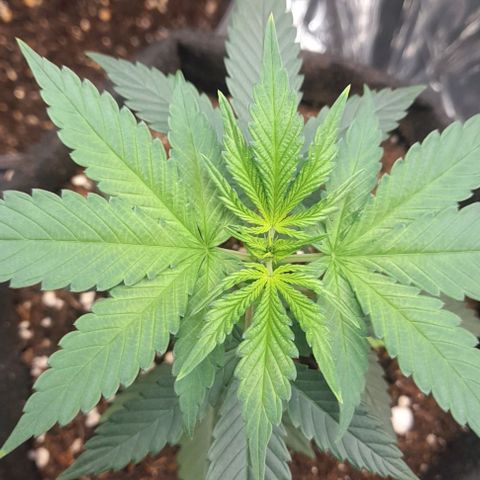 Auto Misteriosa  growlog timeline photo