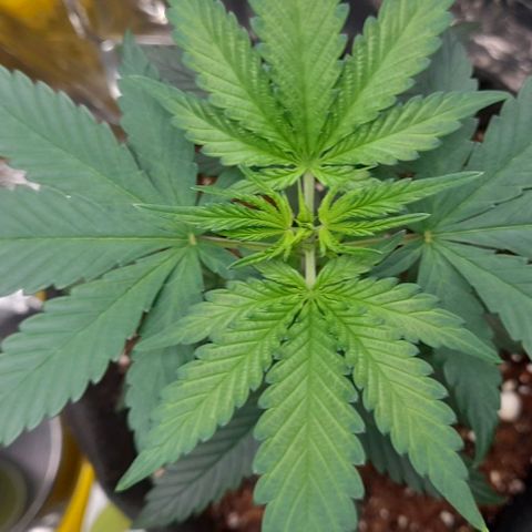 Auto Misteriosa  growlog timeline photo