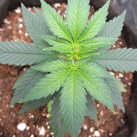 Auto Misteriosa  growlog timeline photo