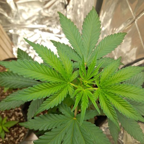 Auto Misteriosa  growlog timeline photo