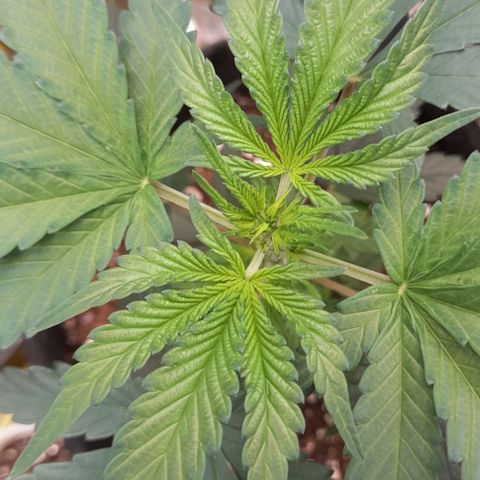 Auto Misteriosa  growlog timeline photo