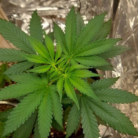 Auto Misteriosa  growlog timeline photo