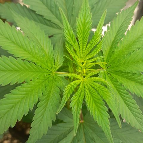 Auto Misteriosa  growlog timeline photo