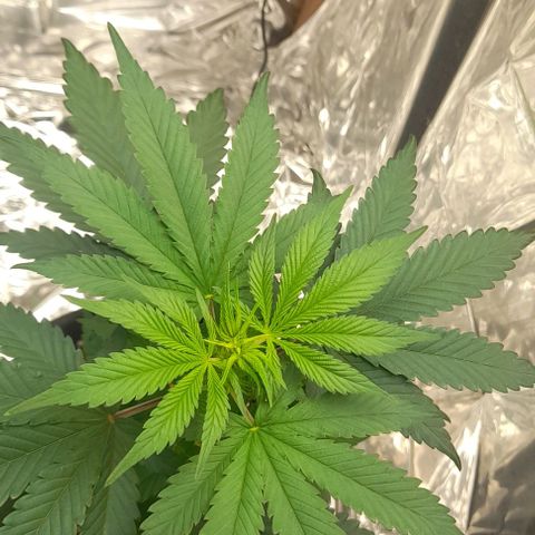 Auto Misteriosa  growlog timeline photo