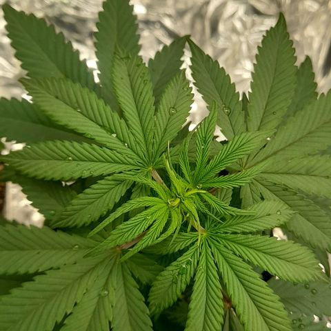 Auto Misteriosa  growlog timeline photo