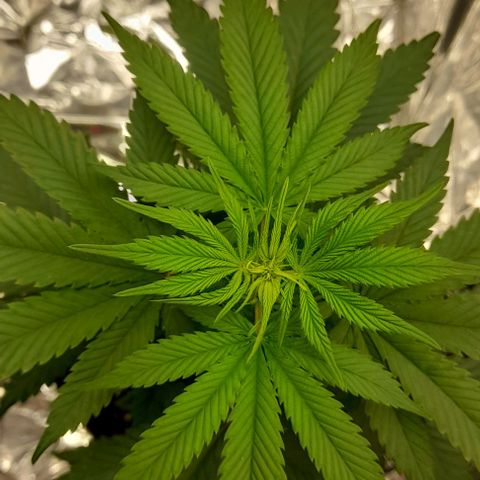 Auto Misteriosa  growlog timeline photo