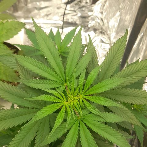 Auto Misteriosa  growlog timeline photo