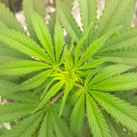 Auto Misteriosa  growlog timeline photo