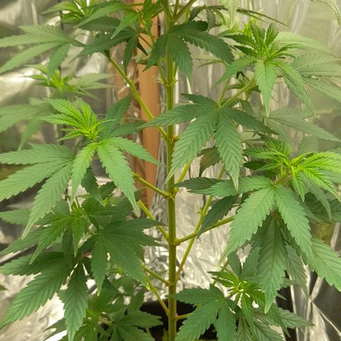Auto Misteriosa  growlog timeline photo