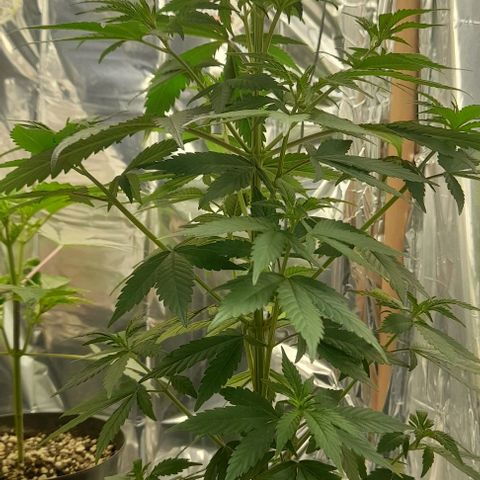 Auto Misteriosa  growlog timeline photo