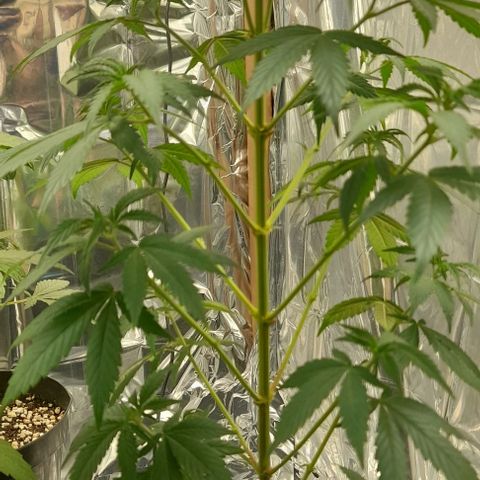 Auto Misteriosa  growlog timeline photo