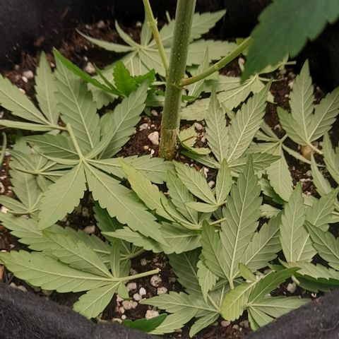 Auto Misteriosa  growlog timeline photo