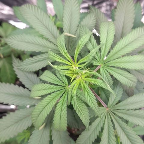 Auto Misteriosa  growlog timeline photo
