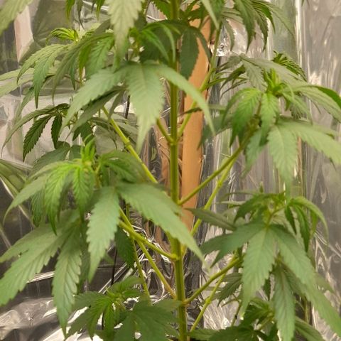 Auto Misteriosa  growlog timeline photo