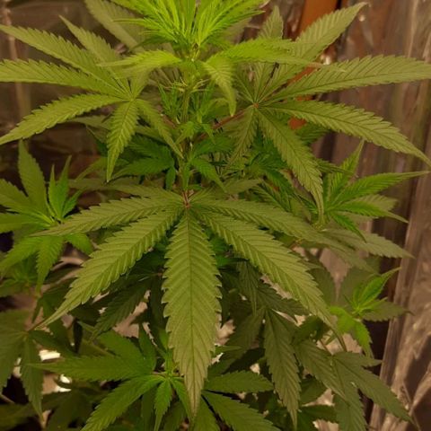 Auto Misteriosa  growlog timeline photo