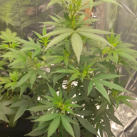 Auto Misteriosa  growlog timeline photo