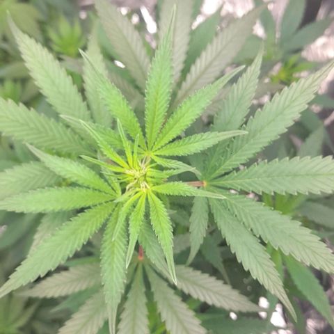 Auto Misteriosa  growlog timeline photo