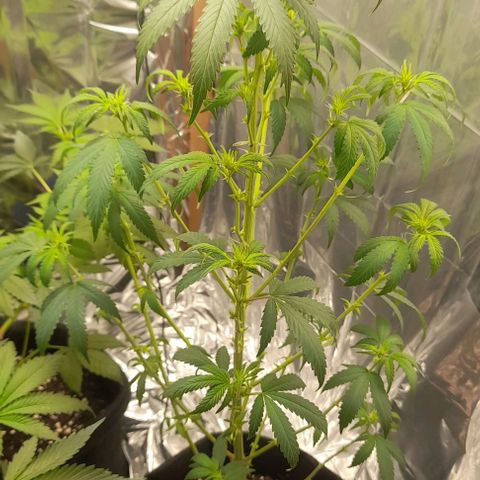 Auto Misteriosa  growlog timeline photo
