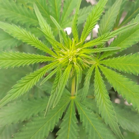 Auto Misteriosa  growlog timeline photo