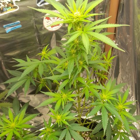 Auto Misteriosa  growlog timeline photo