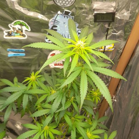 Auto Misteriosa  growlog timeline photo