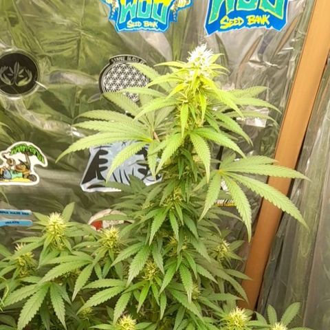 Auto Misteriosa  growlog timeline photo