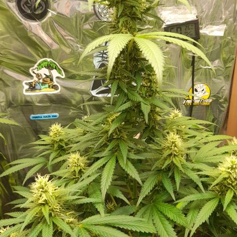 Auto Misteriosa  growlog timeline photo