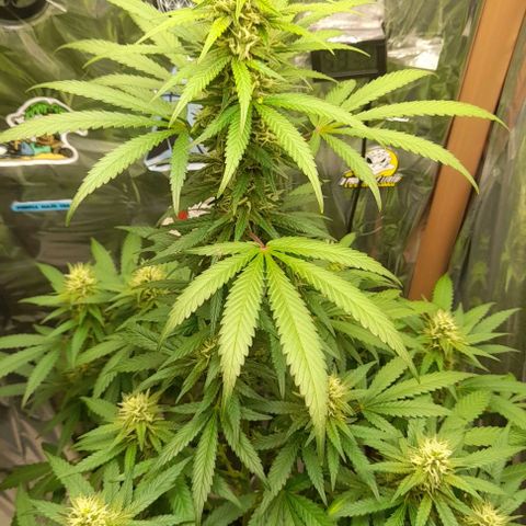 Auto Misteriosa  growlog timeline photo
