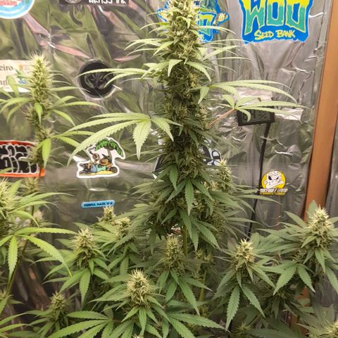 Auto Misteriosa  growlog timeline photo