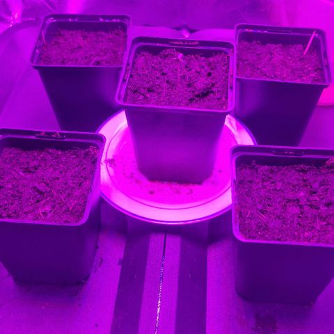 Royal Runtz #1 growlog timeline photo