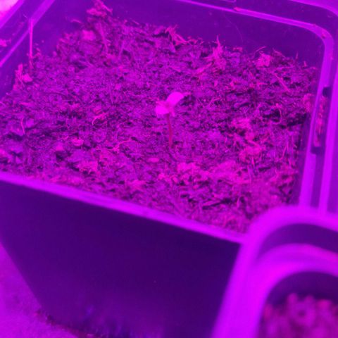 Royal Runtz #3 growlog timeline photo
