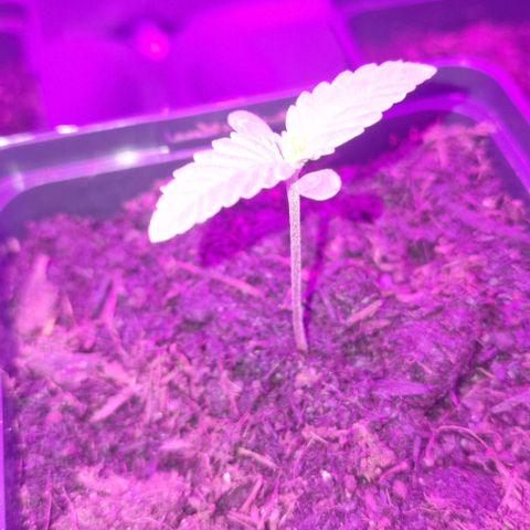 Royal Runtz #1 growlog timeline photo