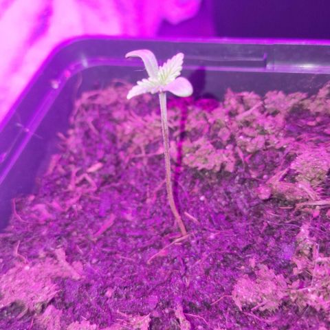 Royal Runtz #2  growlog timeline photo