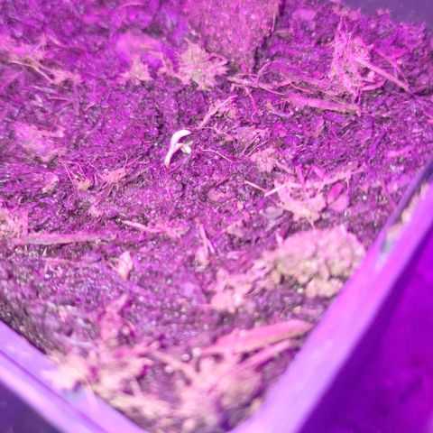 RQS Critical #1 growlog timeline photo