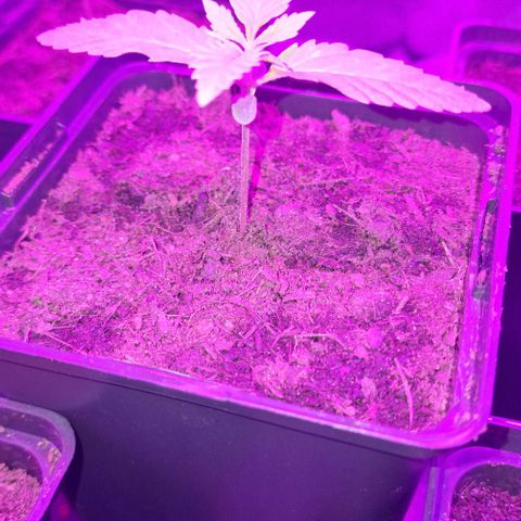 Royal Runtz #1 growlog timeline photo