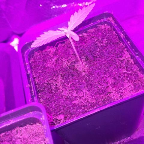 Royal Runtz #2  growlog timeline photo