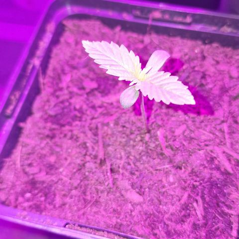 Royal Runtz #3 growlog timeline photo