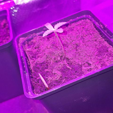 RQS Critical #1 growlog timeline photo