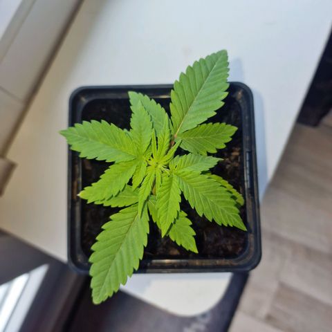 Royal Runtz #1 growlog timeline photo