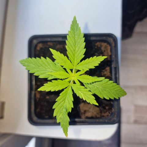 Royal Runtz #2  growlog timeline photo