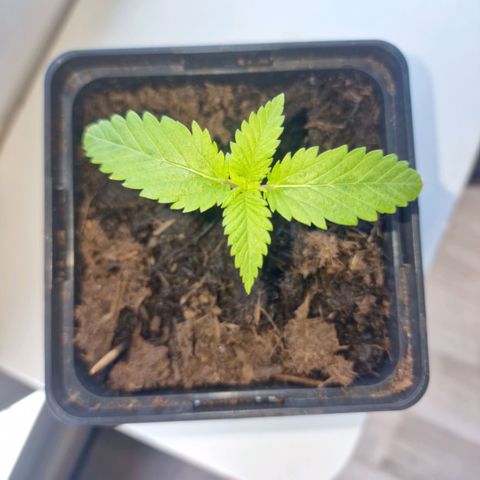 RQS Critical #1 growlog timeline photo