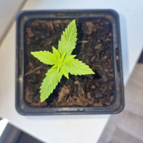 Royal Runtz #3 growlog timeline photo