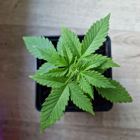 Royal Runtz #1 growlog timeline photo