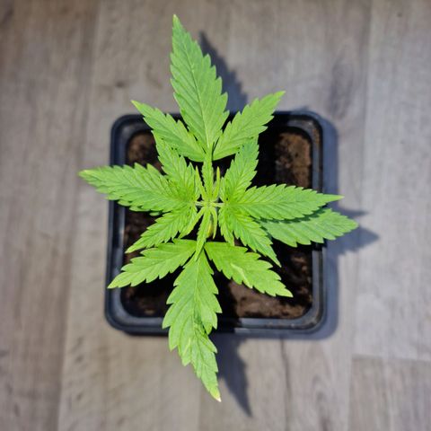Royal Runtz #2  growlog timeline photo