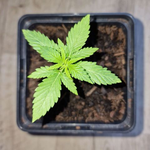Royal Runtz #3 growlog timeline photo